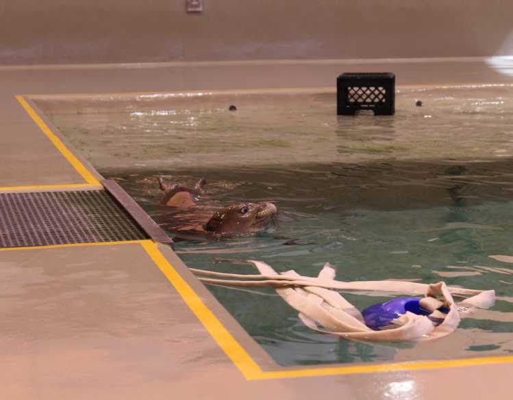 A Hawaiian monk seal swimming in a pool with an enrichment toy.