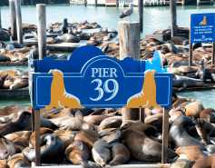 sea lions at PIER 39