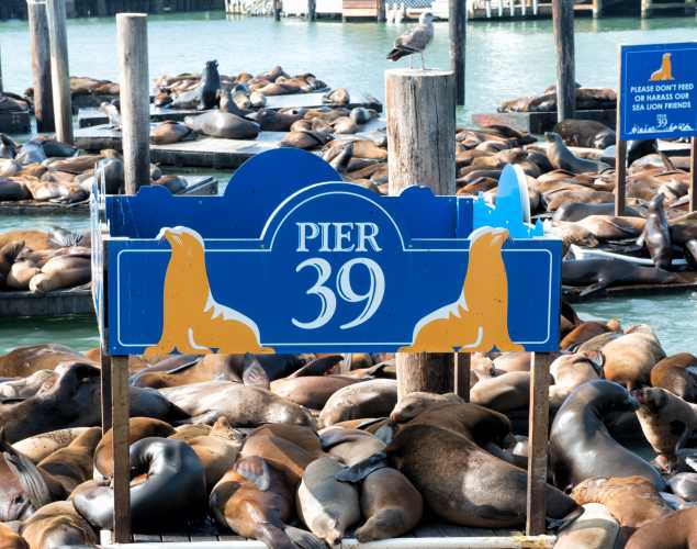 sea lions at PIER 39