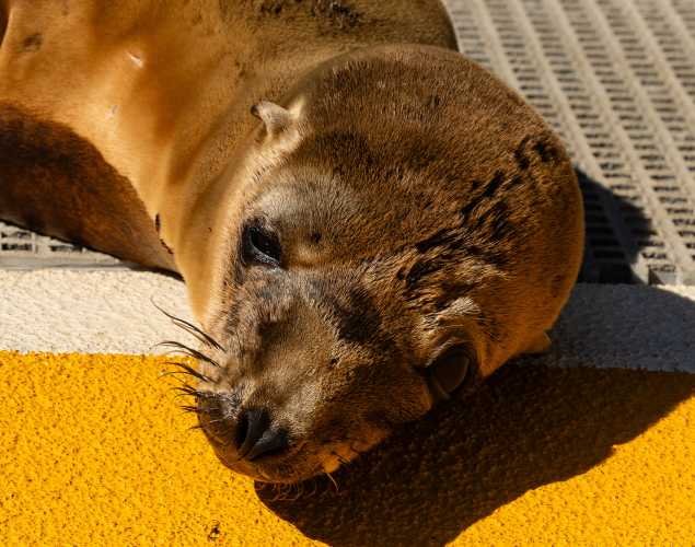 California sea lion Melonhead
