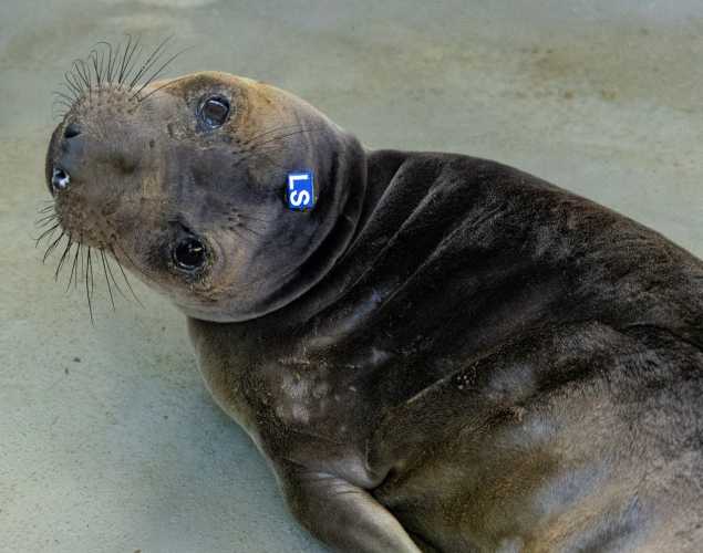 Northern elephant seal pup