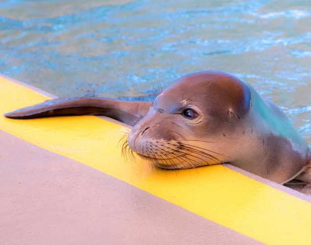 Hawaiian monk seal Mahina