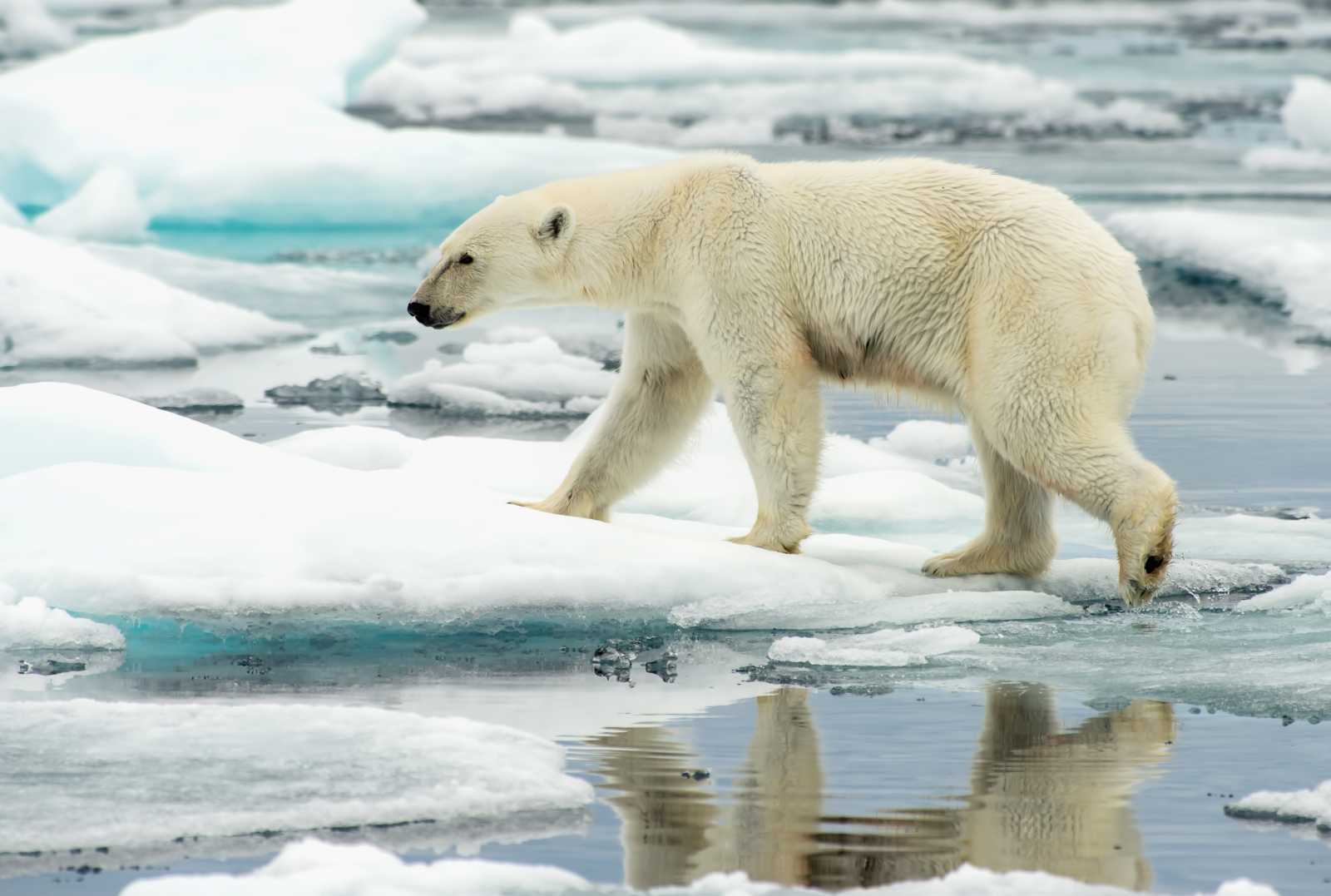 polar bear walking on iceberg
