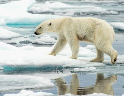 polar bear walking on iceberg