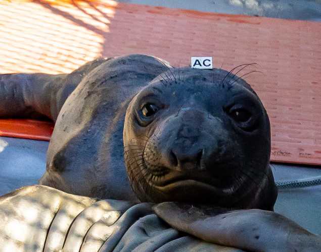 northern elephant seal Sorbet