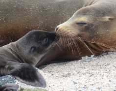 California sea lion mom and pup