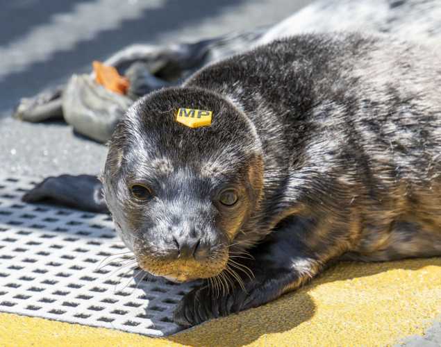 harbor seal pup
