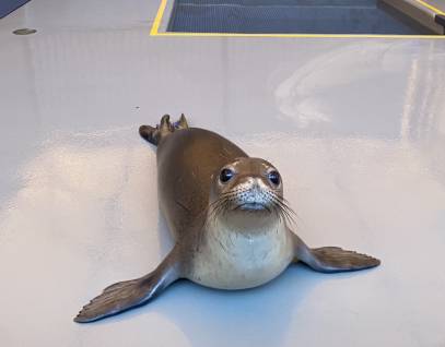 hawaiian monk seal Maka'ala