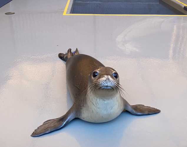 hawaiian monk seal Maka'ala