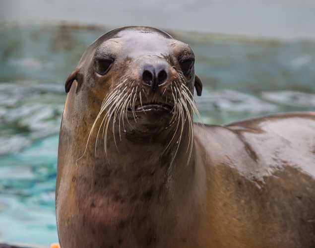 California sea lion