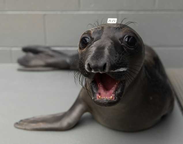 northern elephant seal Russet