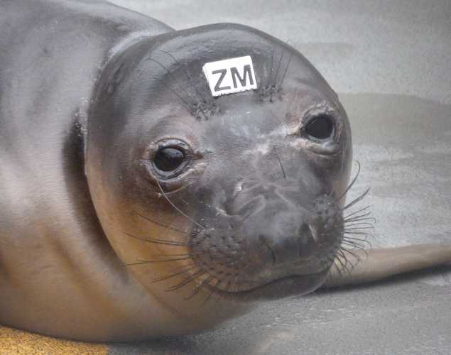northern elephant seal Fiske