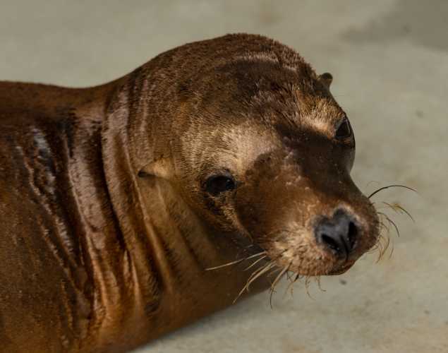 California sea lion Rekkal