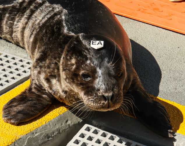 harbor seal Tricia