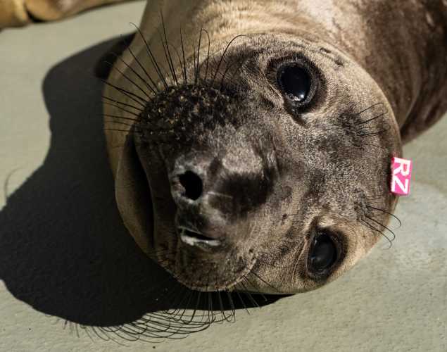 Northern elephant seal pup