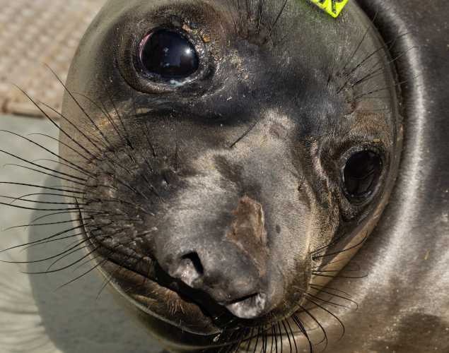 northern elephant seal Greenbear