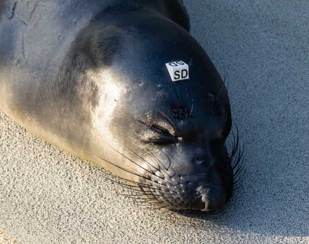 northern elephant seal Stony