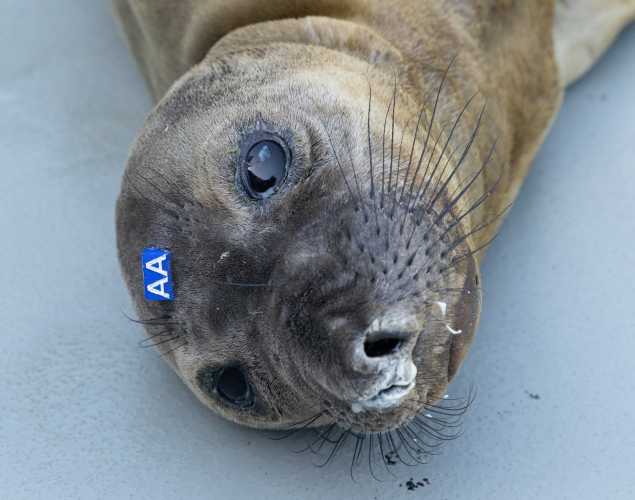 northern elephant seal Paquita