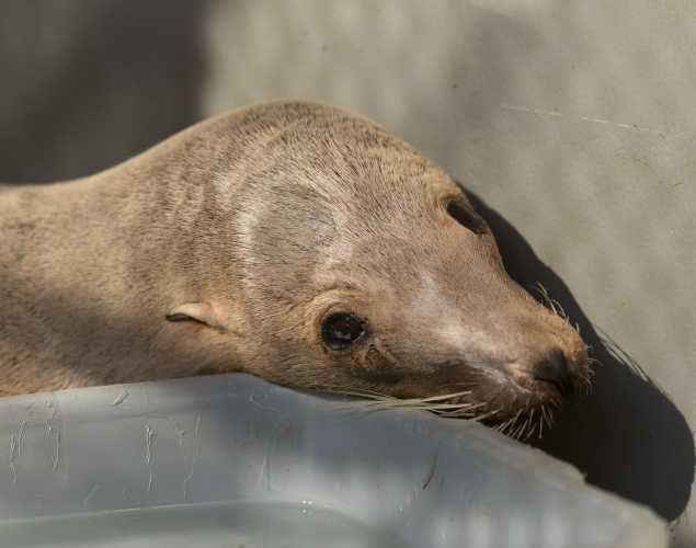 California sea lion Goose