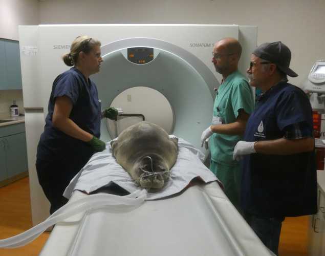 Hawaiian monk seal RH38 getting a CT scan