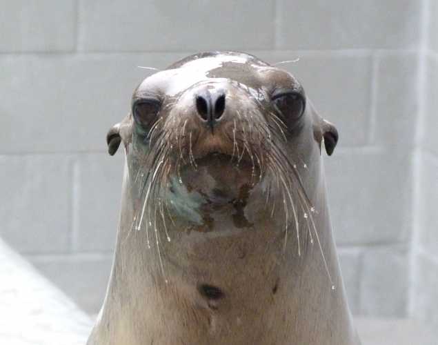 California sea lion Lechuga