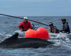 three trained responders work on a whale disentanglement