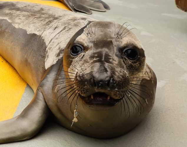northern elephant seal Ochre