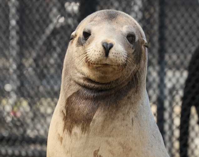 California sea lion Royal