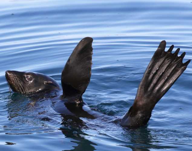 A Guadalupe fur seal floats in the water with its flippers raised. 