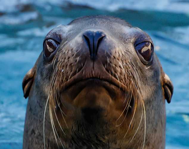 California sea lion Wheeble