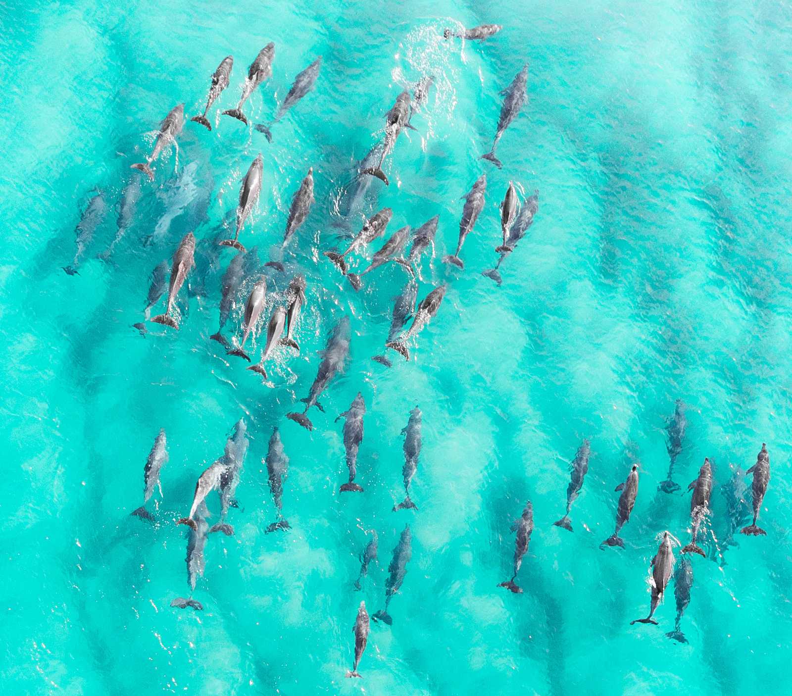 pod of dolphins seen from above