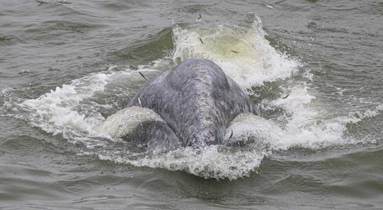 gray whale feeding on Anchovy in Pacifica
