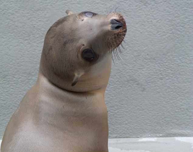 California sea lion Voyager