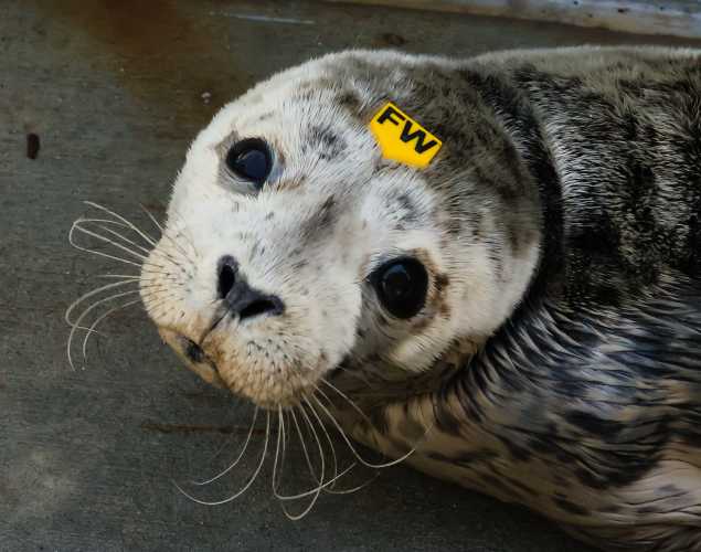 harbor seal Anbrica