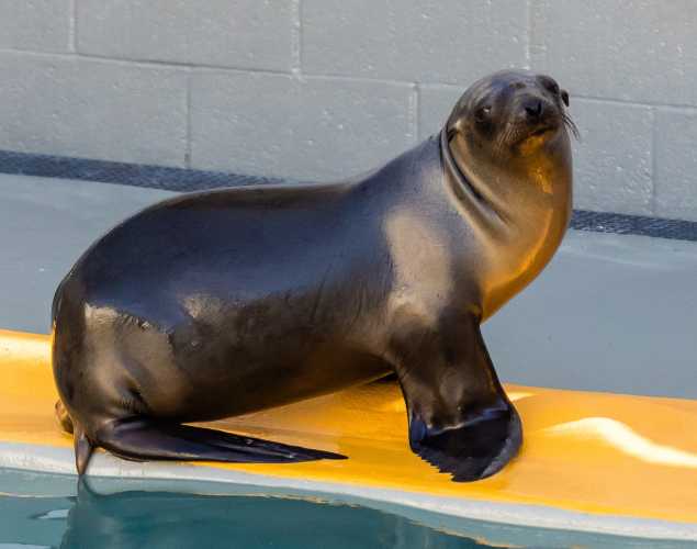California sea lion Saturn