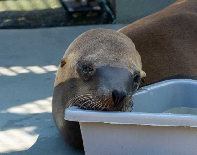 California sea lion Bosnbobbi
