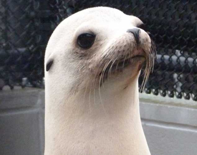 California sea lion Mittens