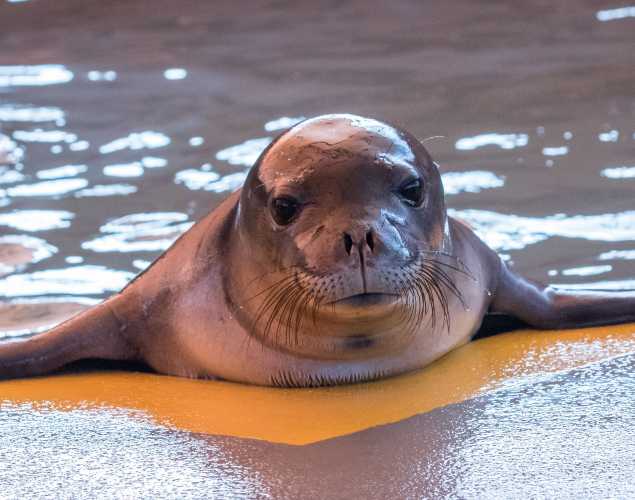 Hawaiian monk seal Hermes