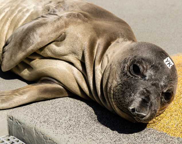 northern elephant seal Mikela