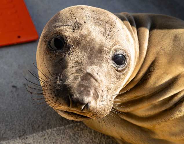 northern elephant seal Benamo