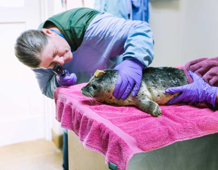 A veterinarian conducts an eye exam on a harbor seal pup.