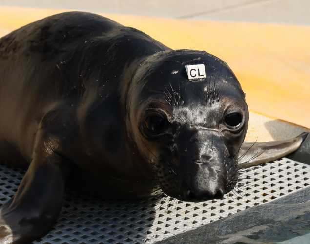 northern elephant seal Sawwhet