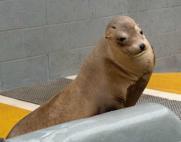 vinegar california sea lion