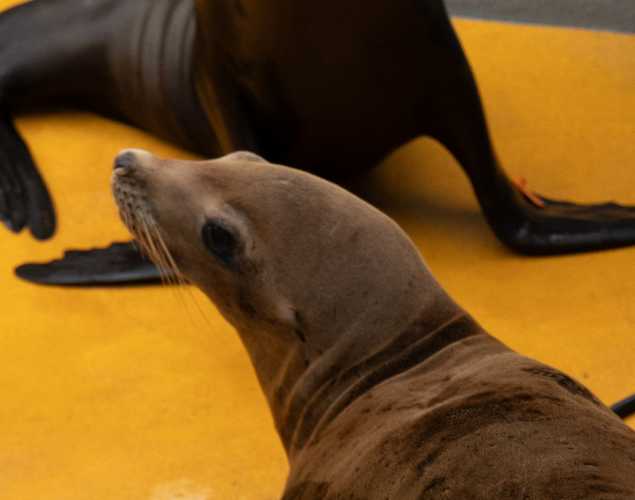 California sea lion