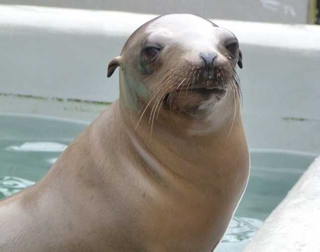 California sea lion Blocks