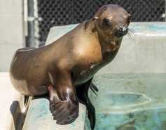California sea lion on pool ledge