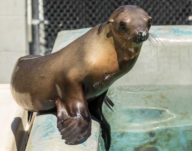 California sea lion on pool ledge