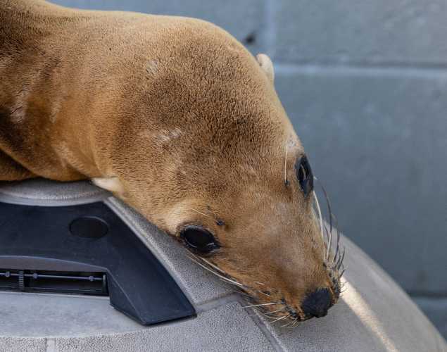 California sea lion Mango
