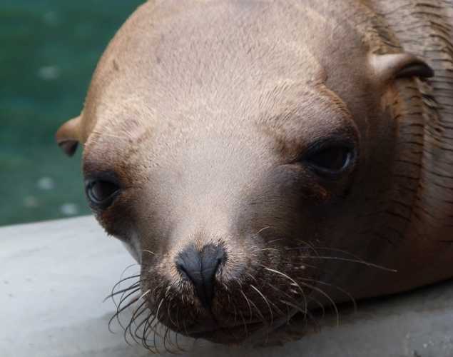 California sea lion Tula