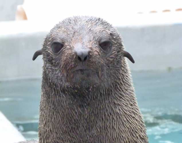Guadalupe fur seal Zukka